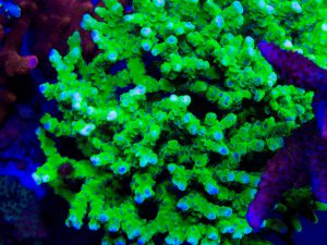 Polypshop - Bio Reef Green Anacropora