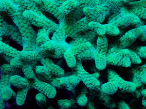 Polypshop - Birds Nest