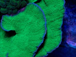 Polypshop - Green Cap