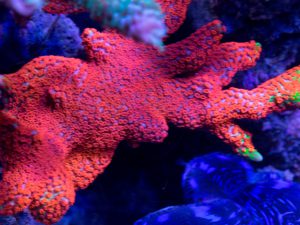 Polypshop - JF Boston Bean Digi