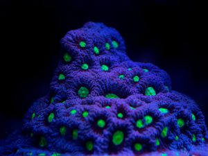 Polypshop - JF Candy Crush Favia