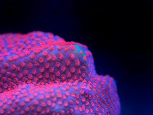 Polypshop - JF Collision Course Porites