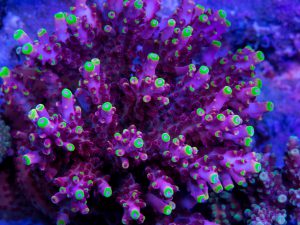 Polypshop - JF Flame Acro