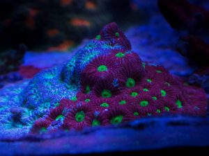 Polypshop - JF Funky town Favia