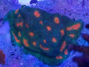 Polypshop - JF Halloween Chalice