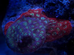 Polypshop - JF Hell Raider Favia