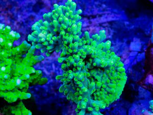 Polypshop - JF Mr. Yuck Acro