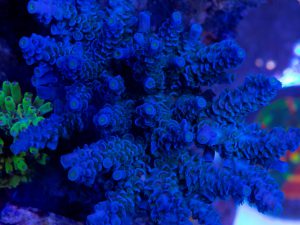 Polypshop - JF Papa Smurf Acro