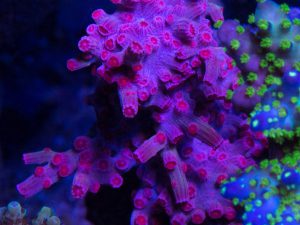 Polypshop - JF Pink Branch Cyphastrea