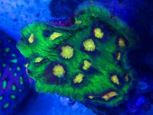 Polypshop - JF Raja Rampage