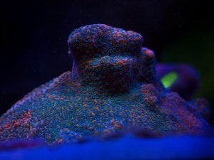 Polypshop - JF Razor Back Monti