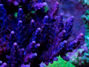 Polypshop - JF Unknown