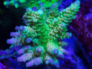 Polypshop - JF Walt Disney Acro