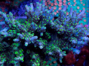 Polypshop - JF Wolverine Acro