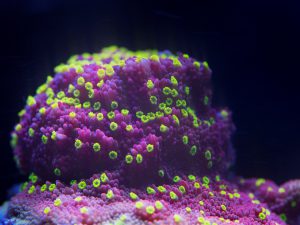 Polypshop - JF Yellow Fever Monti