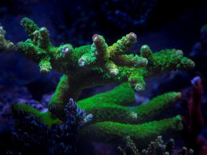 Polypshop - JF sticky Situation Stag