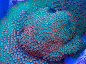 Polypshop - Meteor Shower Cyphastrea