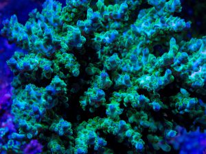 Polypshop - ORA Pearl Berry