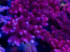 Polypshop - ORA Red Planet