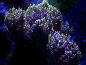 Polypshop - Pink Lemonade Acro