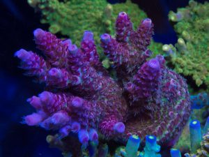 Polypshop - Pinkylitious Acro