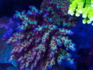 Polypshop - RR Avengers Acro