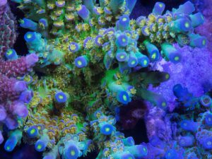 Polypshop - RR Orange Passion Acro