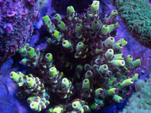 Polypshop - RR Pink Floyd Acro