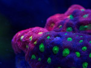 Polypshop - SR Mighty Max Favia