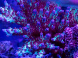 Polypshop - Vivid Rainbow Delight