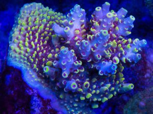 Polypshop - WWC After Party Acro