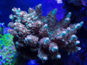 Polypshop - WWC Brawnie Acro