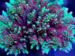 Polypshop - WWC Strawberry Shortcake