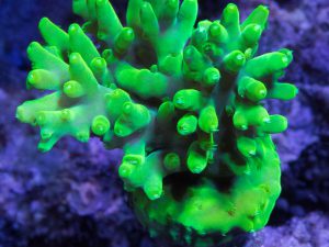 Polypshop - WWC Yellow Carolina